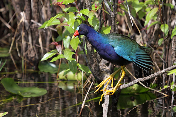 Purple Gallinule &copy; Russ Chantler